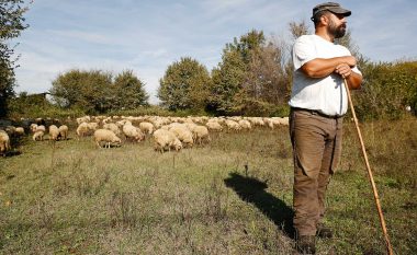 Largimi masiv i të rinjve nga vendi, ekspertja: Shqipëria vuan për çobanë dhe traktoristë