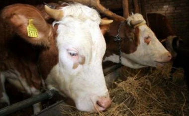 E pazakontë në Durrës, 19-vjeçari i vjedh të atit 5 lopë