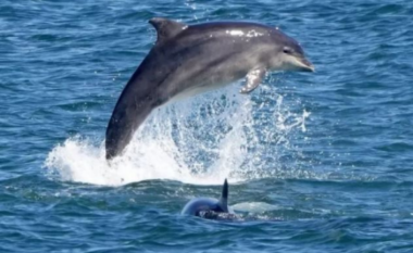 U sulmuan nga delfinët, plagosen 4 persona në plazh