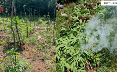 Zbulohen mbi 3 mijë bimë kanabisi në Shkodër