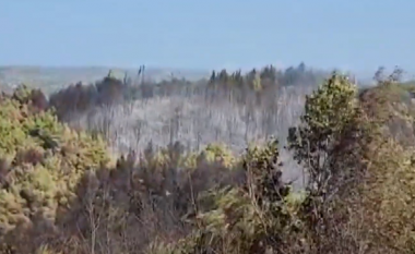 Zjarri në pyllin e Peshtanit në Fier, gjenden arka me fishekë, dyshohet se janë fshehur që në ‘97