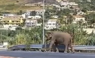 VIDEO/ Elefanti xhiro në rrugët e Italisë, kapet “mat” jashtë supermarketit