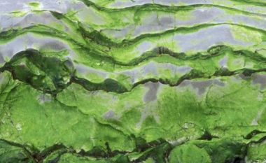 Pse algat mund të jenë ushqimi i së ardhmes për shkencëtarët