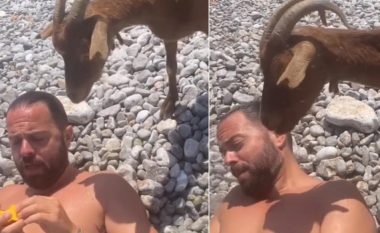 E pazakontë, pushuesi “sulmohet” nga dhitë në plazh, sebepi i sherrit bëhet një pjeshkë (VIDEO)