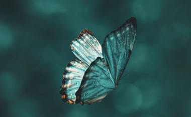 Teoria e kaosit: Rrahja e krahëve të një fluture ndryshon gjithçka