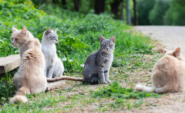 Braktisi në rrugë 4 mace, greku gjobitet me 120 mijë euro
