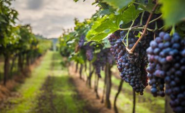 Qeveria franceze jep 200 milionë euro për shkatërrimin e verës së tepërt