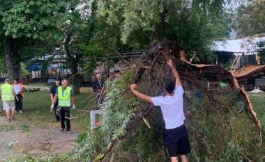 Moti i keq në vend, era e fortë thyen pemën disavjeçare në Pogradec