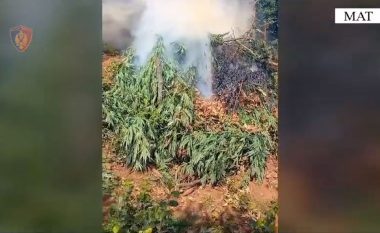 VIDEO/ Asgjësohen me anë të djegies 260 bimë narkotikë në Mat, arrestohet 26-vjeçari