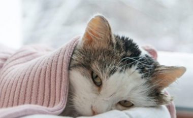 Sëmundja misterioze shfaros 30 mijë mace në Qipro