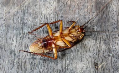 Si të shpëtoni nga insektet në shtëpinë tuaj në dy mënyra fare të thjeshta