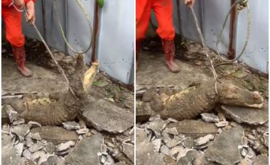 Zhurma poshtë trotuarit alarmon banorët, punëtorët shokohen kur tre krokodilë dalin nga nëntoka (VIDEO)