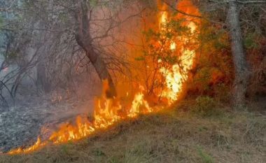 Flakët përhapen me shpejtësi në pyllin me Pisha në Pishporo, pritet ndërhyrja nga ajri për shuarjen e zjarrit