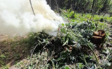 Asgjësohen mbi 10 mijë bimë kanabis në Velipojë, pezullohen nga detyra 4 policë