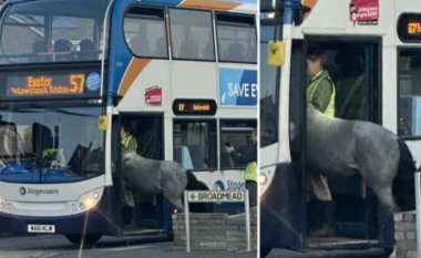 Për ku është nisur? Kali përpiqet të hipë në autobus (FOTO LAJM)
