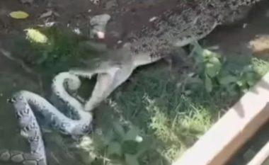 Beteja e “vdekjes”, krokodili përballë pitonit, cili do të fitojë? (VIDEO)