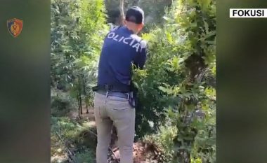 “Fokusi” nxjerr 4 mijë policë dhe 20 drone në terren, asgjësohen mbi 10 mijë bimë narkotike (VIDEO)