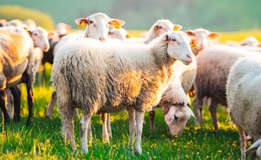 E pazakontë! Tufa e deleve futet brenda serës dhe konsumon 100 kg hashash