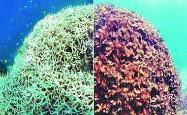 Ndryshimet klimatike shkaktojnë zbardhjen e koraleve në Oqeanin Indian