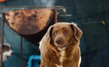 “31 vjeç”, ngordh qeni më i vjetër në botë, hyri në Librin e Rekordeve Guinness
