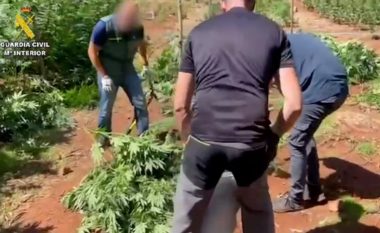 Shkatërrohet plantacioni i kanabisit në Spanjë, arrestohet një shqiptar