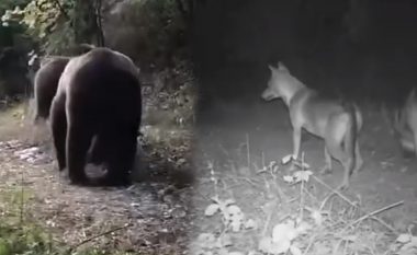 VIDEO/ Kafsha e rrallë u “kap” në malin e Tomorrit, shikoni këto pamje nga kamerat kurth