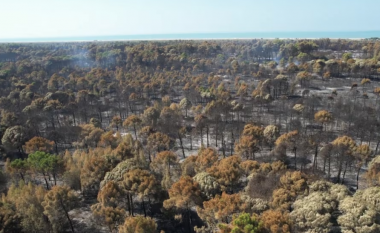 Zjarret në zonën e mbrojtur në Fier, digjen 700 hektarë, si paraqitet situata