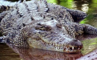 E pazakontë, fermeri luftë “dhëmbë për dhëmbë” me krokodilin: E kafshova te qepalla dhe më lëshoi