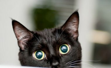 Macja e zezë ters apo fat? Si cilësohet në kultura të ndryshme, dhe pse 17 nëntori cilësohet si dita e kësaj kafshe mistike