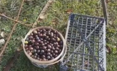 Dyfishohet çmimi i vajit të ullirit, fermerët: Nuk kishim prodhim
