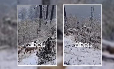 VIDEO/ Pas përmbytjeve fillon bora në Kukës dhe Ersekë