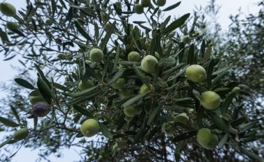 Pronarëve në Greqi i vjedhin ullinjtë: Fenomen i shpeshtë
