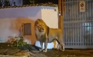 U arratis nga cirku afër Romës, autoritetet kapin luanin