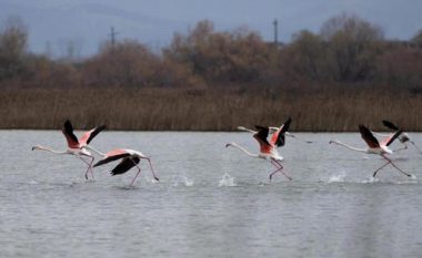 Flamingot “pushtojnë” Shëngjinin, pamje mahnitëse nga laguna e Kune-Vain