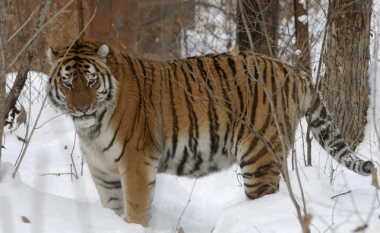 Pas fushatës së mbrojtjes e shtimit, tigrat siberianë po sulmojnë njerëzit në lindje të Rusisë