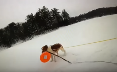 Përfundoi në ujërat e liqenit të akullt, qeni i shpëton jetën (VIDEO)