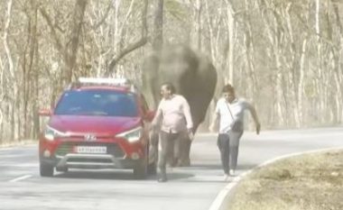 VIDEO/ Dy turistët vrapojnë për të shpëtuar nga elefanti i stërmadh, tentuan të bënin ‘selfie’ jashtë makinës në një zonë me kafshë të egra