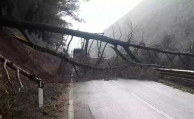 Era e fortë rrëzon pemët në rrugën kombëtare Ura e Leklit-Këlcyrë, bllokohet qarkullimi
