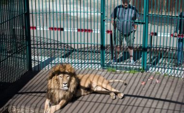 Humb jetën punonjësi i një kopshti zoologjik, u sulmua nga një luan
