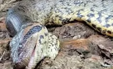 Qëllohet për vdekje nga gjahtarët në Amazonë gjarpri më i madh në botë