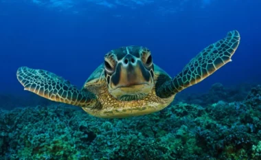 E rëndë, konsumuan mish të breshkave të detit, humbin jetën tetë fëmijë dhe një grua