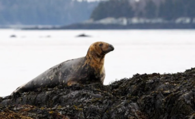 Gripi i shpendëve po vret fokat dhe luanët e detit – shkencëtarët nuk po dinë se si ta ndalojnë