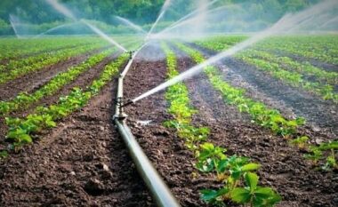 Skemë e re për bujqësinë, ministrja Denaj: Hiqet subvencioni për grurin, s’ka më naftë falas