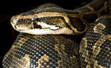 Inde/ Zbulohet një gjarpër i zhdukur me gjatësi deri në 50 metra