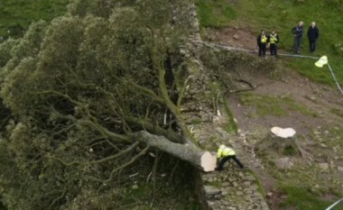 Prenë pemën me famë botërore, dy persona akuzohen për dëmtim kriminal