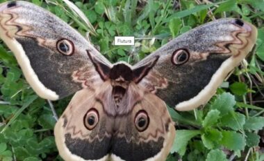 Flutura e rrallë Saturnia pyri fotografohet në Parkun Kombëtar të Dajtit