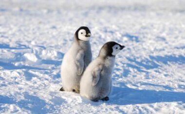 25 prill, Dita Botërore e Pinguinit