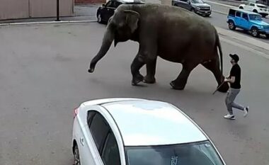 Montana/ Arratiset nga cirku një elefant dhe shëtit lirshëm në qytet (Video)
