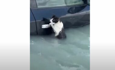 VIDEO/ Macja kapet në dorezën e makinës për të shpëtuar nga përmbytjet në Dubai
