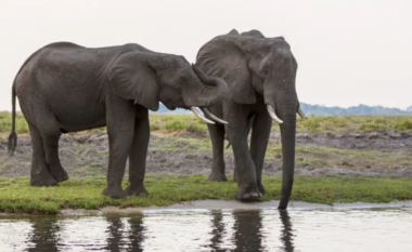 Botsvana ‘kërcënon’ të dërgojë 20,000 elefantë në Gjermani pas polemikave për botën e egër (FOTO)
